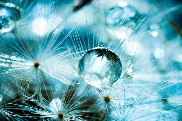 Beautiful dew drops on a dandelion seed. Macro. Beautiful soft light blue and violet background. Selective focus. Background with copy space. - Foto, Bild