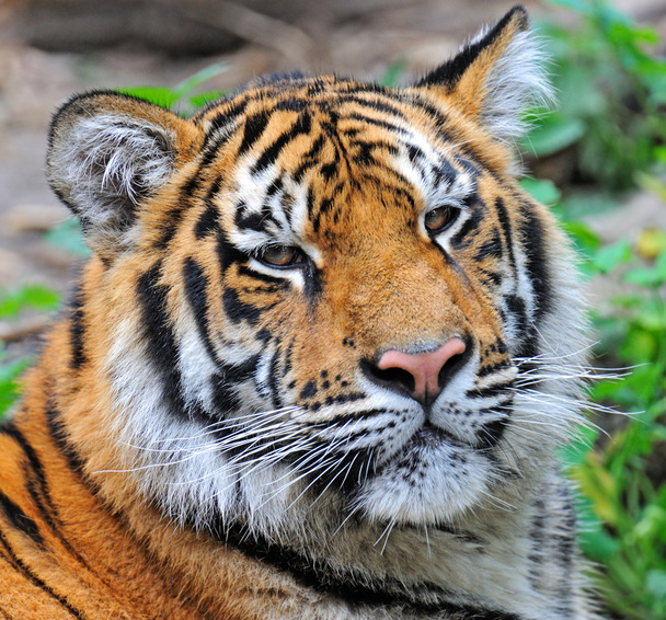 Siberian tiger - Foto, Imagen