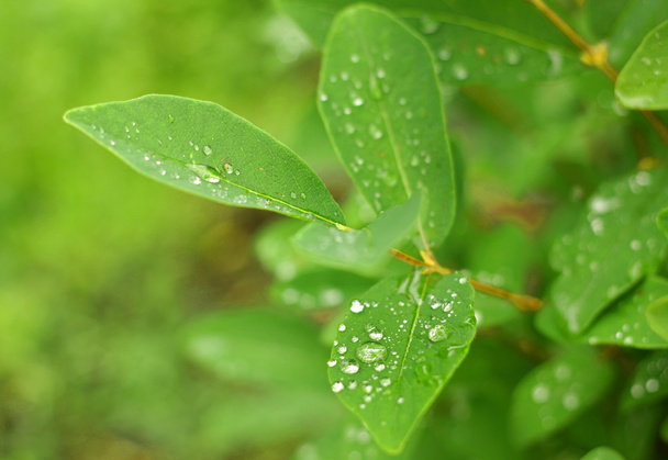 Dew drop on green leaf - Фото, изображение