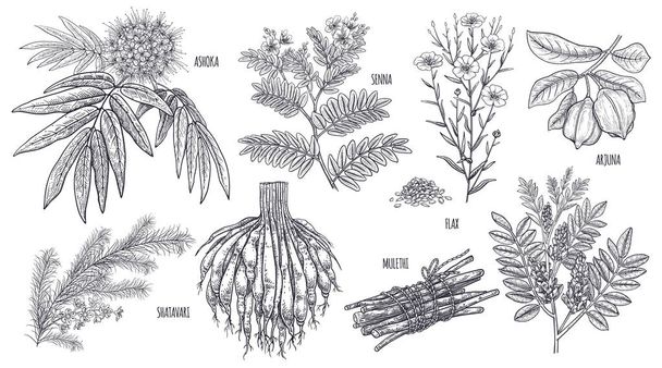 Set of imedical plants. Ashoka, Senna, Shatavari, Mulethi, Flax, - Vecteur, image