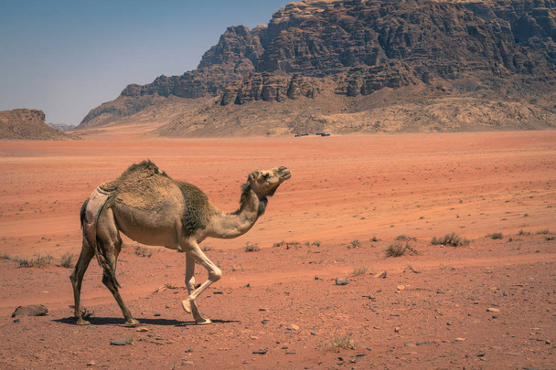 Désert de sable rouge et chameaux à la journée ensoleillée d'été à Wadi Rum, Jord
 - Photo, image