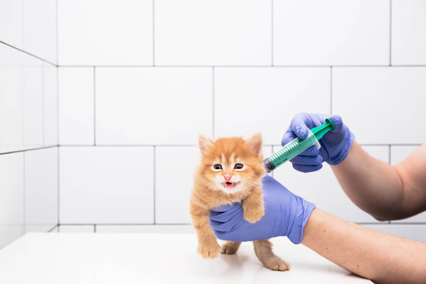 Contrôle et traitement d'un chaton roux par un médecin dans une clinique vétérinaire isolée sur fond blanc, vaccination des animaux domestiques
. - Photo, image