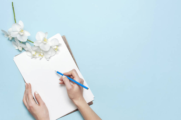 Ženské ruce s jemnou manikúrou držící tužku, prázdný bílý list papíru, větvička falaenopsis orchidejí na modrém pozadí, horní pohled plochý. Plánovací koncept. Mockup pro váš design - Fotografie, Obrázek