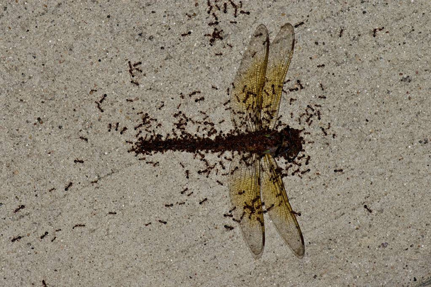 Pienet punaiset muurahaiset parveilevat Sudenkorennon ruumiissa, repivät sitä hitaasti kappaleiksi ja vievät takaisin siirtokuntaansa.
. - Valokuva, kuva