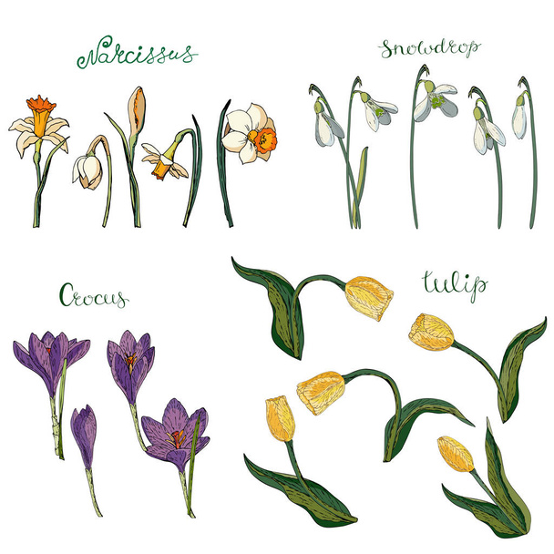 Vector collection of isolated spring flowers on white. - Vector, Image