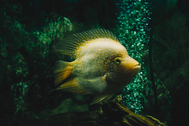 Nyugtató kilátás az akvárium-hal élet. Akvárium halacskák. FishTank, egzotikus. copyspace szöveghez, háttér tapétához. - Fotó, kép