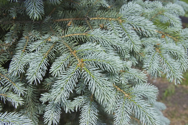 The branches of the blue spruce close-up. Blue spruce or prickly spruce (Picea pungens) - representative of the genus Spruce from the Pine family. - Photo, Image