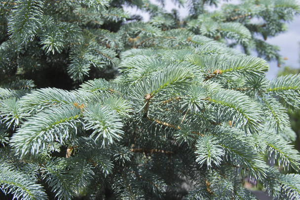 Las ramas del abeto azul de cerca. Abeto azul o abeto espinoso (Picea pungens) - representativo del género Abeto de la familia Pine
. - Foto, Imagen