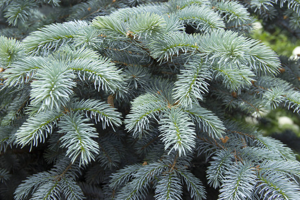 The branches of the blue spruce close-up. Blue spruce or prickly spruce (Picea pungens) - representative of the genus Spruce from the Pine family. - Foto, Imagen