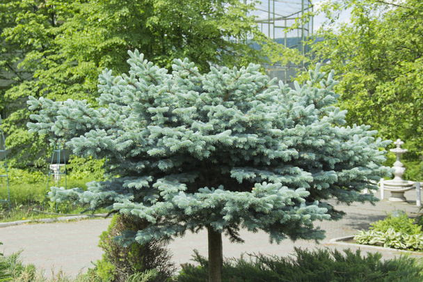 Las ramas del abeto azul de cerca. Abeto azul o abeto espinoso (Picea pungens) - representativo del género Abeto de la familia Pine
. - Foto, imagen