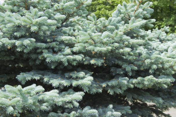 Las ramas del abeto azul de cerca. Abeto azul o abeto espinoso (Picea pungens) - representativo del género Abeto de la familia Pine
. - Foto, imagen