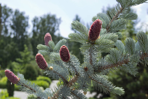 Beautiful young pink cones on blue spruce. Silver blue spruce in combination with evergreen plants looks very impressive against blue sky.  - Photo, Image