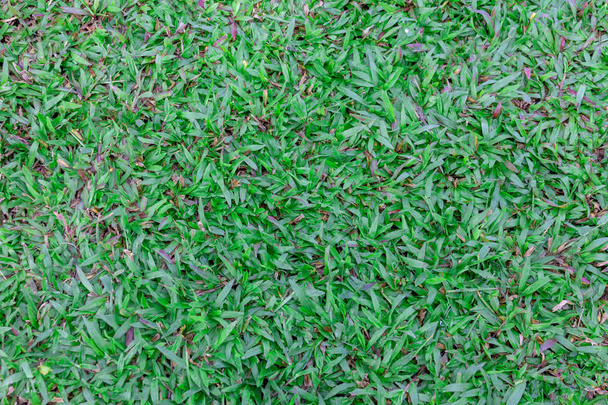 Κορυφαία προβολή Μεσαίας υψηλής πράσινης υφής γκαζόν. Πράσινο γρασίδι της φύσης στο  - Φωτογραφία, εικόνα