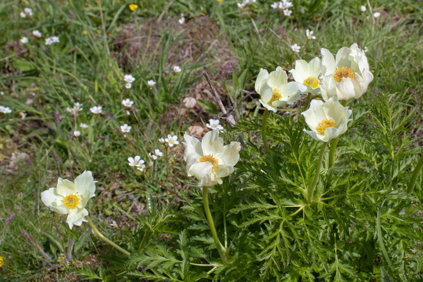 Anemona cantabrica o planta con flores de Anemone pavoniana en el s
 - Foto, Imagen