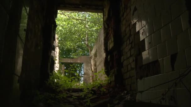 Corredor oscuro de casa abandonada envejecida cubierta de malezas y árboles
 - Metraje, vídeo