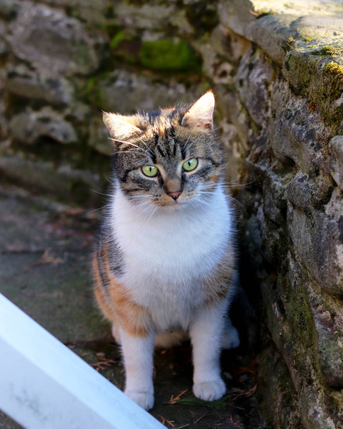 Suprised gezicht door gedomesticeerde kleurrijke kitten zittend onder stenen hek. Droevige kat na falen jagen op de muis. Kleurrijke dierlijke hoofd met groene ogen. Beste vriend en beste jager - Foto, afbeelding