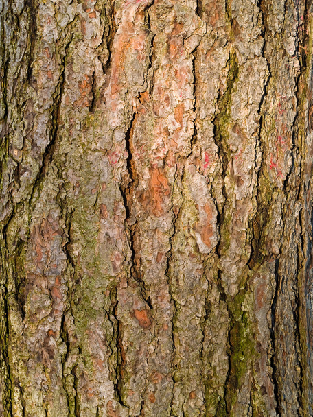 Кора вічнозеленого дерева фон
 - Фото, зображення