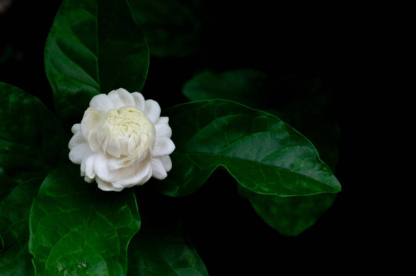  Il singolo bel bianco fresco Thailandia Jasmin fiore
. - Foto, immagini