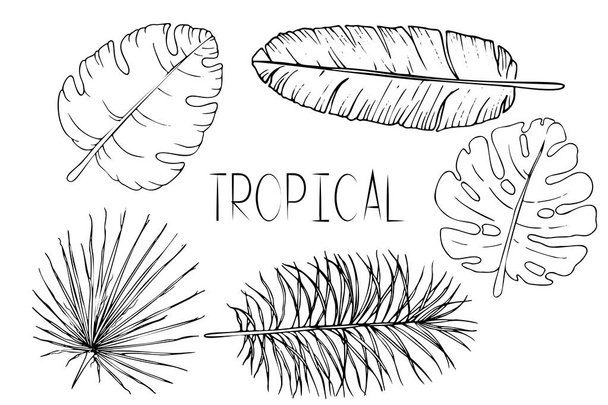 Conjunto de hojas de palmera en blanco y negro. Siluetas aisladas
  - Vector, Imagen
