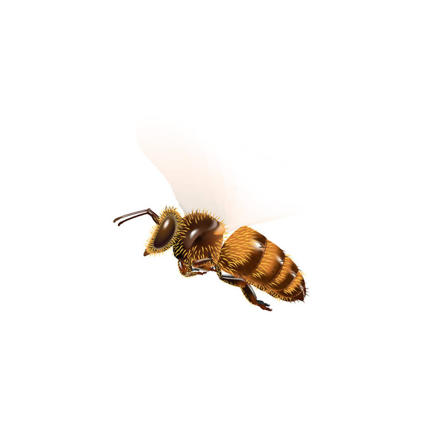 Vetor de mosca de abelha no fundo branco
. - Vetor, Imagem