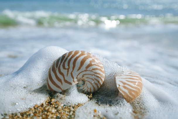 κοχύλι Ναυτίλος στην peblle παραλία και τη θάλασσα κύματα - Φωτογραφία, εικόνα