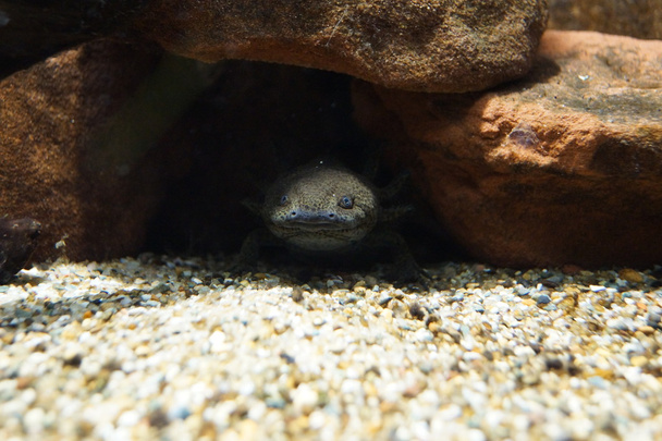 Axolotl - Ambystoma mexicanum - Photo, Image