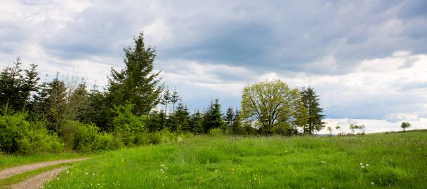 grüne Wiese mit Bäumen und grauen Wolken Himmel. - Foto, Bild