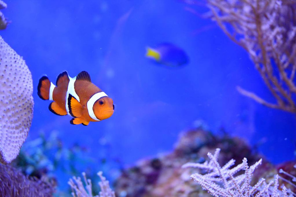 Clownfish, Amphiprioninae, in aquarium tank with reef as background. - Photo, Image