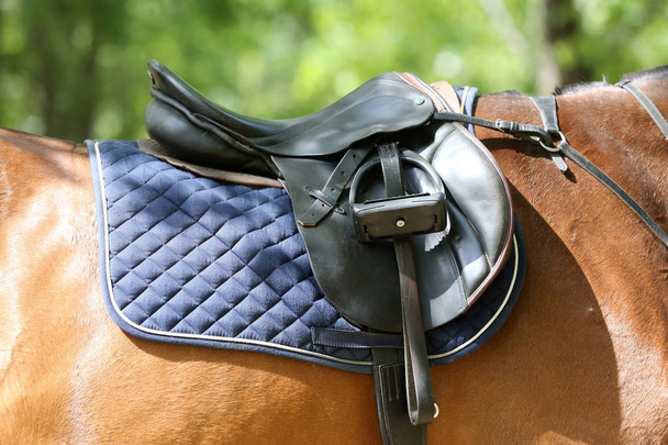 Close up of a port horse during competition under saddle outdoor - Fotoğraf, Görsel