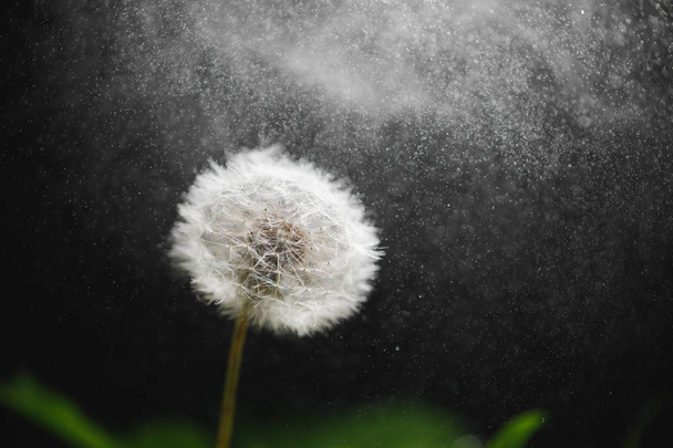 dandelion flower macro with water drops - Photo, Image