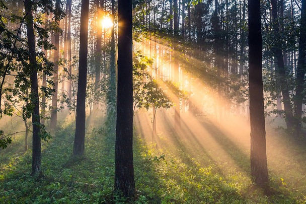 Paysage forestier avec brouillard épais et rayons lumineux
 - Photo, image