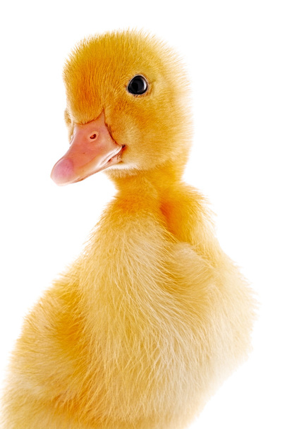 Portrait d'un canard
 - Photo, image