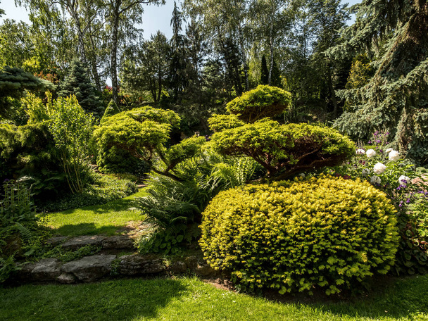 Arbustos perennes y pinos
 - Foto, imagen