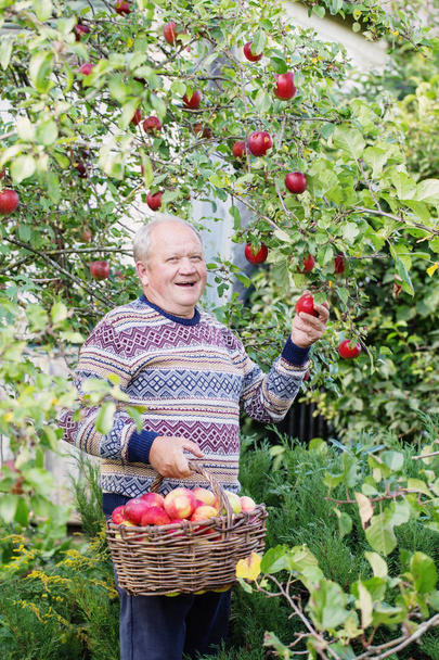 elderly men with red apples in orchard - Foto, Bild