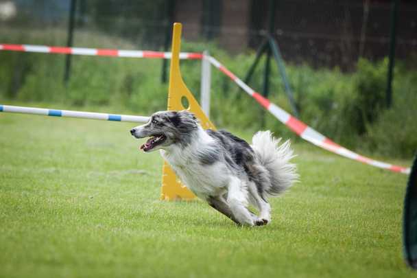 Pies Border Collie działa na konkurencję Agility. Niesamowity dzień na czeskiej konkurencji Agility. Są średnim ekspertem oznacza to, że a2. - Zdjęcie, obraz