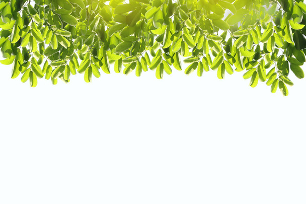 verde claro fresco deja aislado en blanco
 - Foto, Imagen