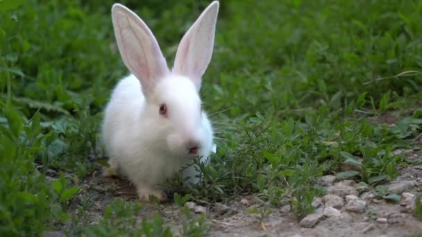 lustiges weißes Kaninchen frisst grünes Gras - Filmmaterial, Video