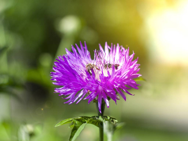 cornflower purple flower with bees - Photo, Image