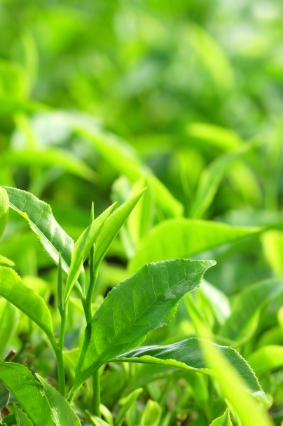 Tea Leaf - Fotografie, Obrázek