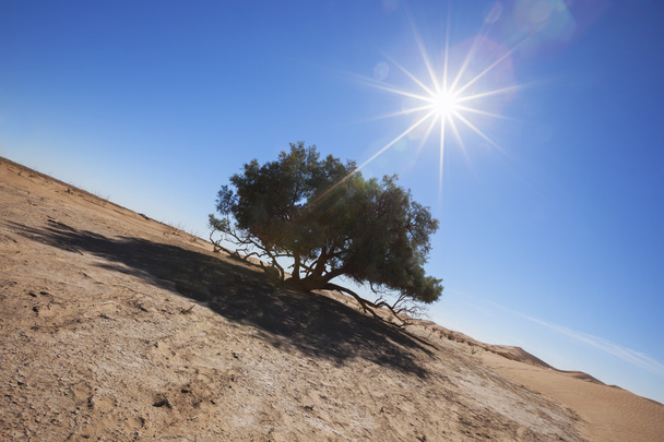 Single Tamarisk tree (Tamarix articulata) in the Sahara desert. - Photo, Image