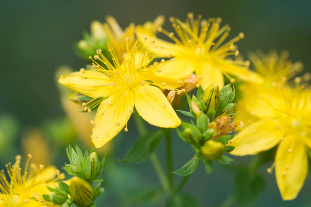 flores amarillas hipericum macro
 - Foto, Imagen