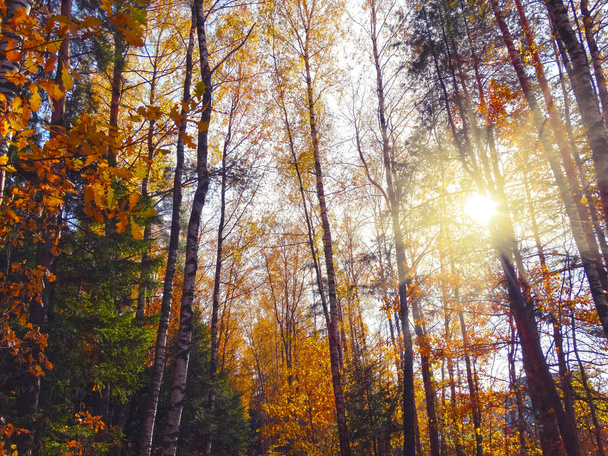 herfst achtergrond bos met eikenbomen en zonnige balken - Foto, afbeelding