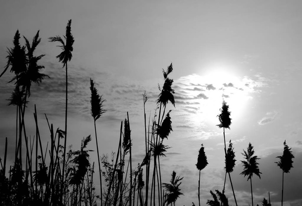 Reeds στο φόντο του ουρανού - Φωτογραφία, εικόνα