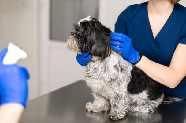 A professional veterinarian examines a small dog. A young woman  - Φωτογραφία, εικόνα