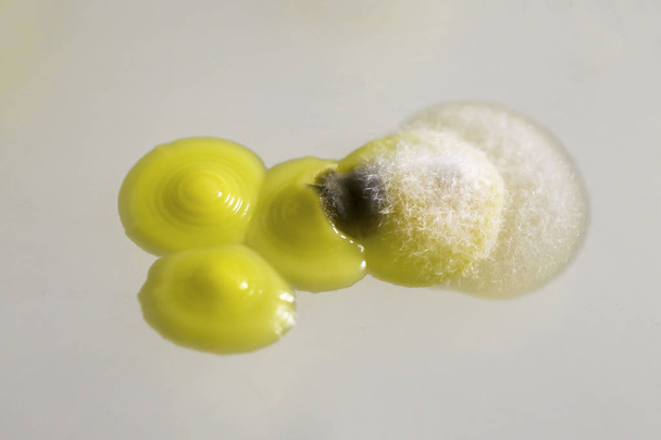 カビで過剰に成長した微小コッカス黄体細菌のコロニー - 写真・画像