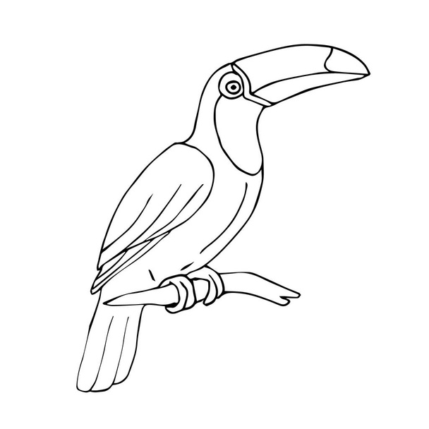 Vector hand drawn sketch tropical toucan bird - Vettoriali, immagini