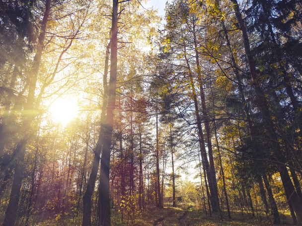 herfst achtergrond bos met eiken berken bomen en zonnige balken - Foto, afbeelding