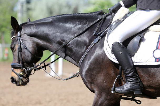 Portrét nádherného představení skokana kůň v pohybu na závodních kolejích - Fotografie, Obrázek