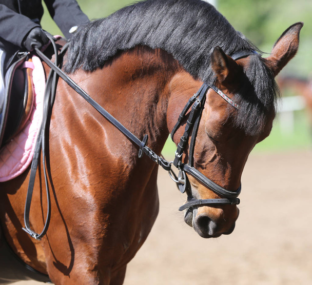 Retrato de belo show jumper cavalo em movimento na pista de corrida
 - Foto, Imagem