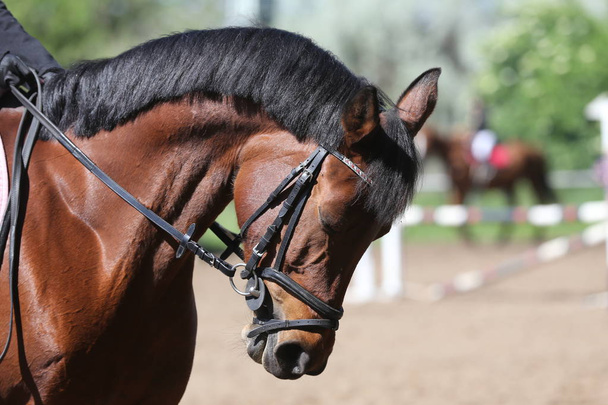Portret van mooie show jumper paard in beweging op Racing track - Foto, afbeelding